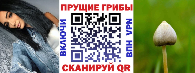KRAKEN ТОР  дарнет шоп  Нефтегорск  Псилоцибиновые грибы MAGIC MUSHROOMS 